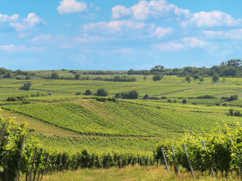 Weinberge bei Dittelsheim (Weingut Hungermüller) in Rheinhessen. Auch hier feiert der Müller-Thurgau&nbsp;eine Renaissance.