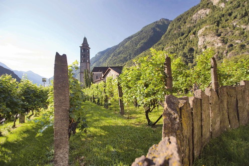 Rebberge von Gialdi Vini vor der Kirche von Giornico.