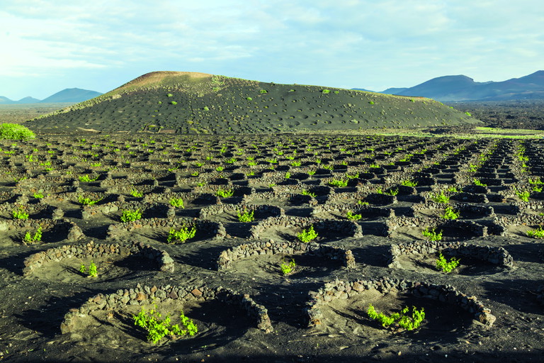 Auf Lanzarote wurde der Weinbau schon immer extremen Klimabedingungen angepasst.