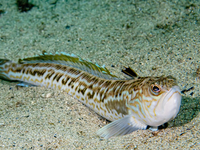 ncidents with weever fish have increased.