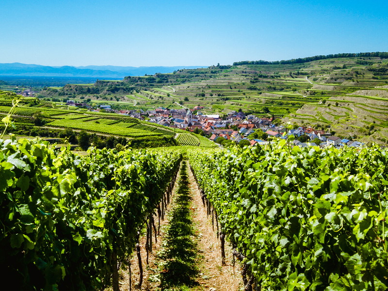 Das Weindorf Oberbergen in Baden-Württemberg