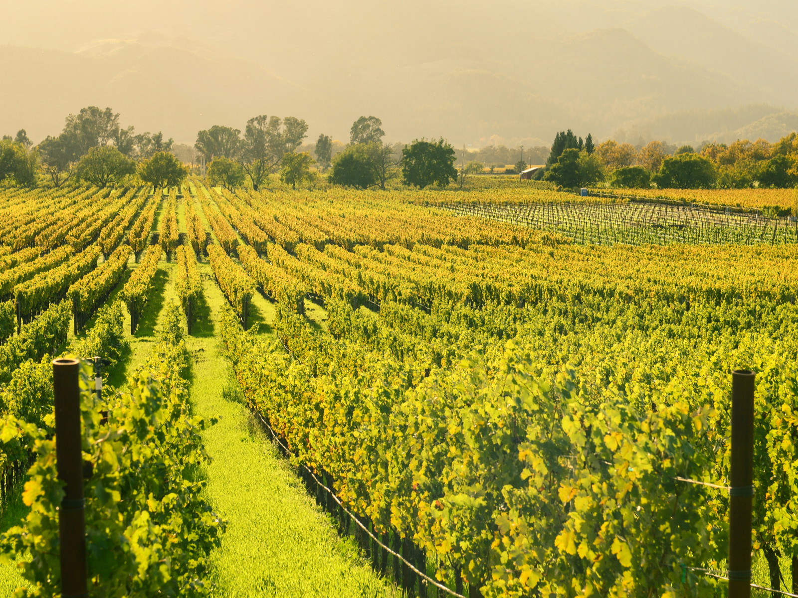 Napa Valley, California in Autumn.&nbsp;