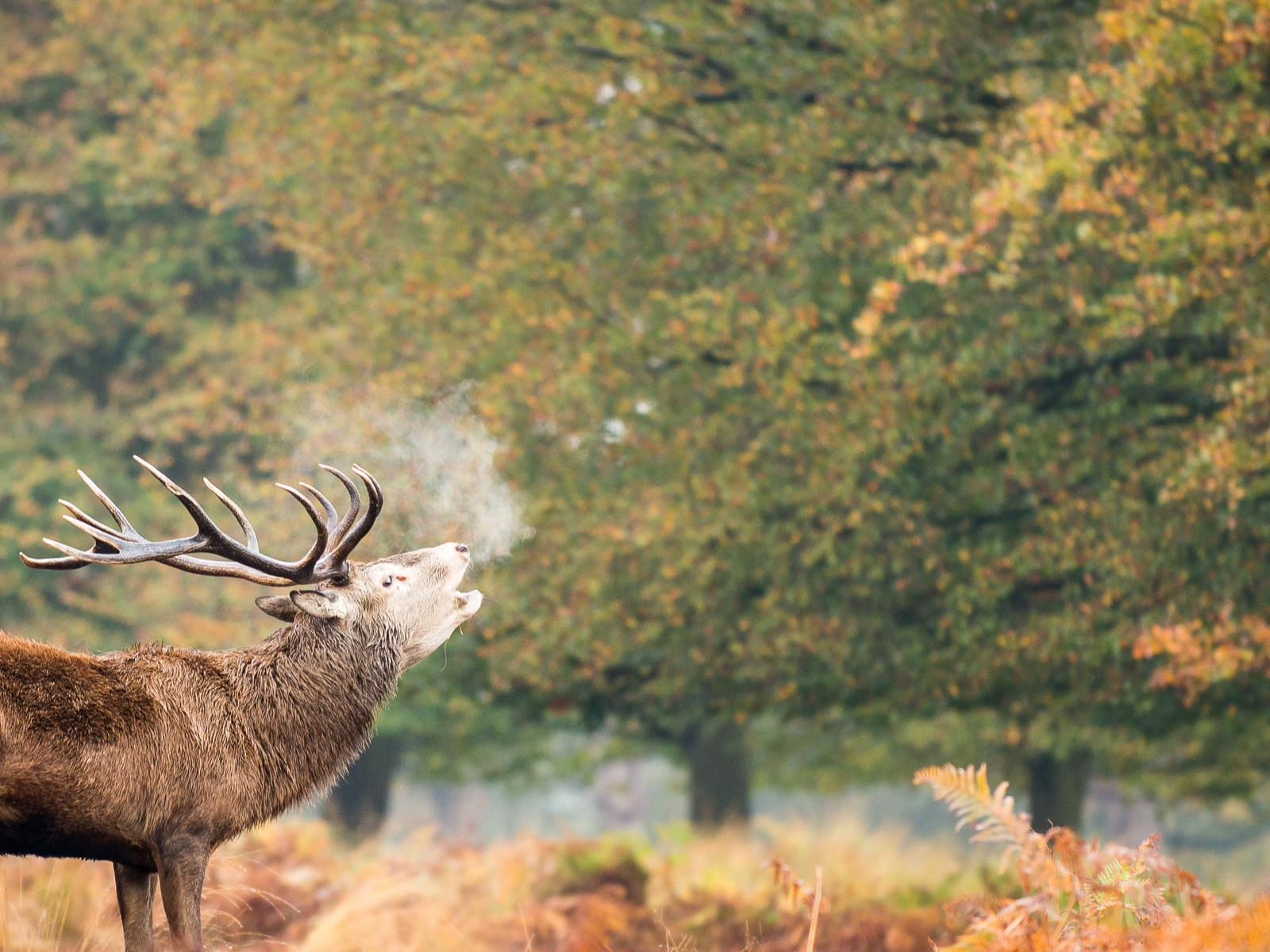 Deer in&nbsp;Richmond Park, London