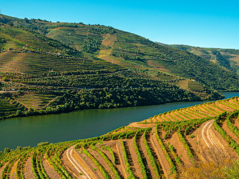 Viosinho is a common grape variety in the Douro Valley.&nbsp;
