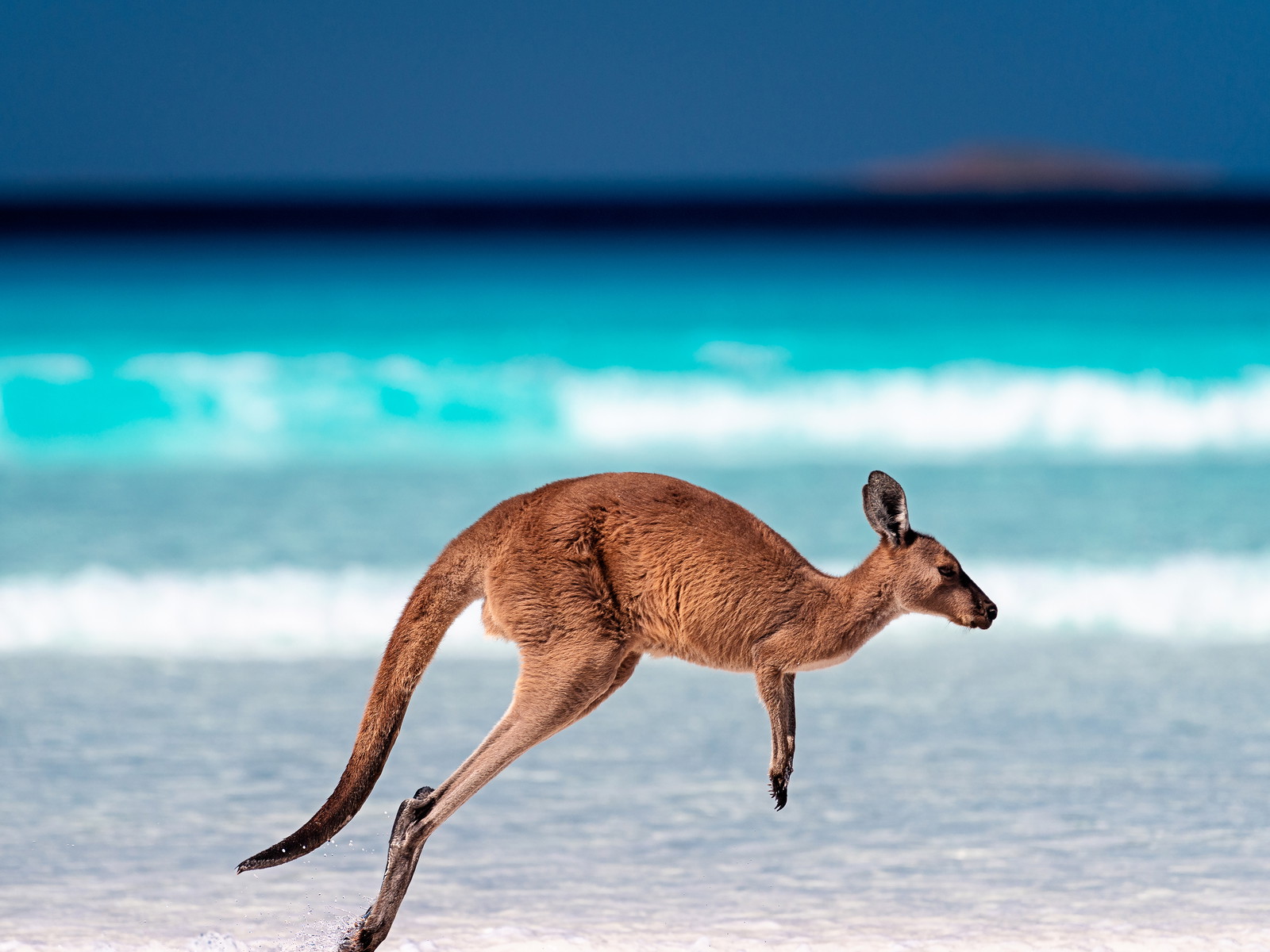Kangaroo hopping near the surfing beach at Lucky Bay, Australia.&nbsp;