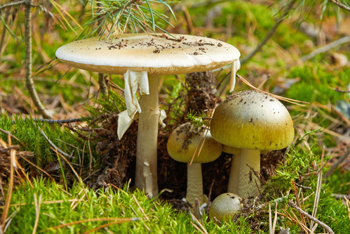Vorsicht giftig! Der Knollenblätterpilz