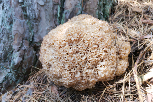 Perfekt im Geschmack: die Krause Glucke