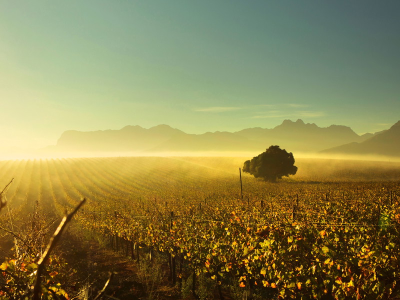 Eine neue Dämmerung erhebt sich über den Weinbergen: Müssen Rebsorten weichen, denen es zu warm wird?