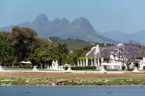 Duck soldiers on the wine estate.