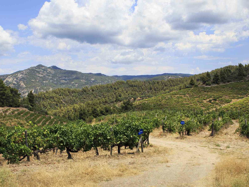 Not a beach umbrella in sight: Mountainous vineyards in northern Greece.&nbsp;