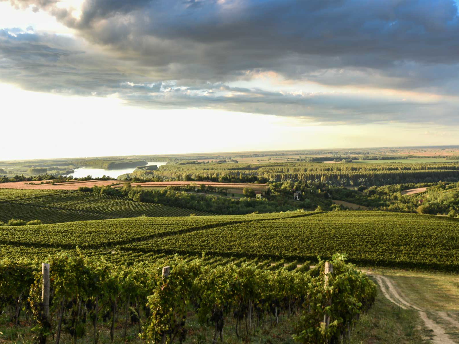 Auch serbische Weingüter nehmen an der 1. »Wine Vision« teil.