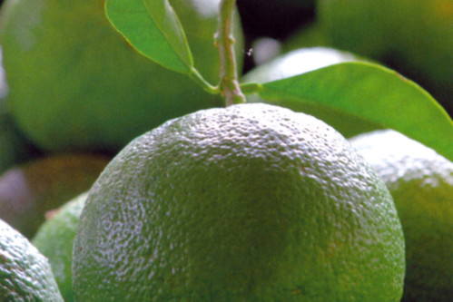 Seville orange is the only variety used for the production of Grand Marnier.
