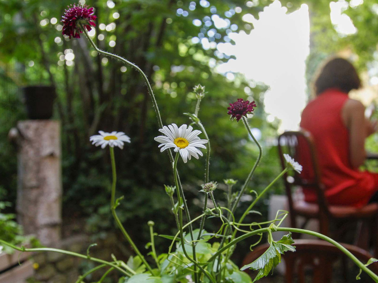 Das Café Botanico in Berlin.&nbsp;