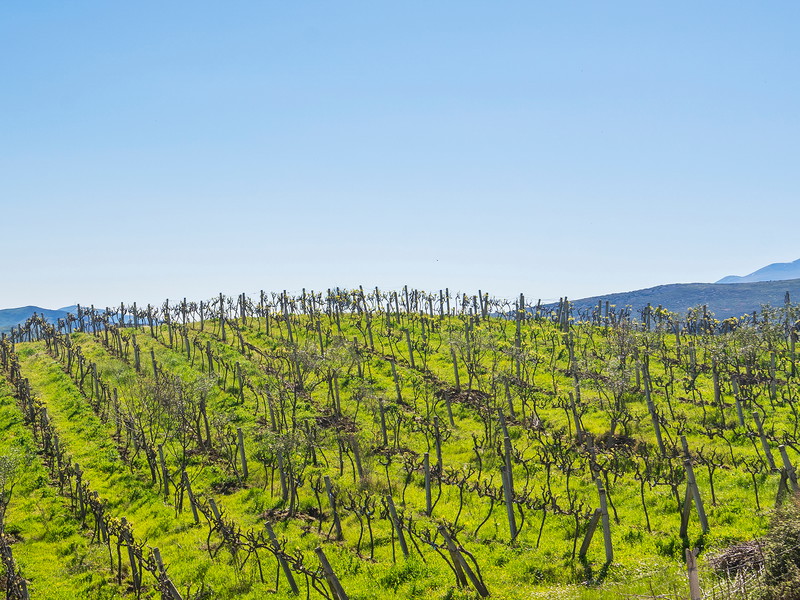 Vineyards near small seedling plantations in the plains in the rural part of Albania.