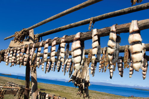 Egal ob Kabeljau, Schellfisch, Heilbut oder Seewolf: Schon die Wikinger haben Fisch mittels Trocknen haltbar gemacht.