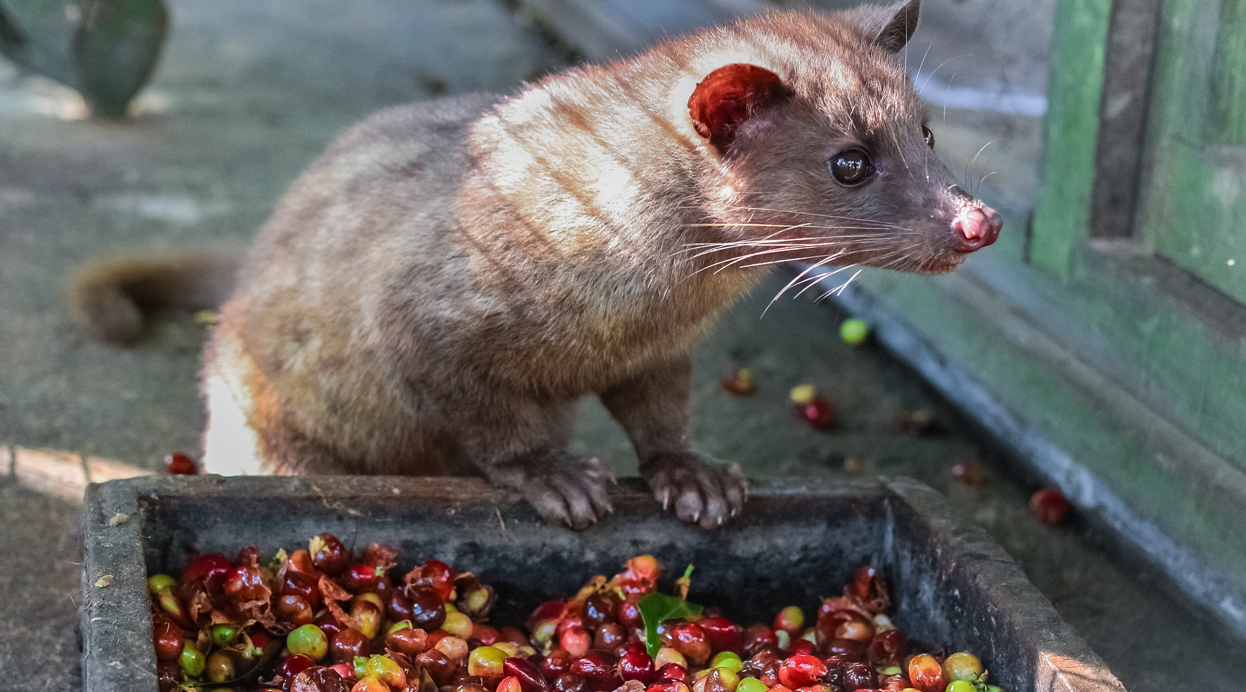 Civet coffee: the dark side of the world's most expensive coffee