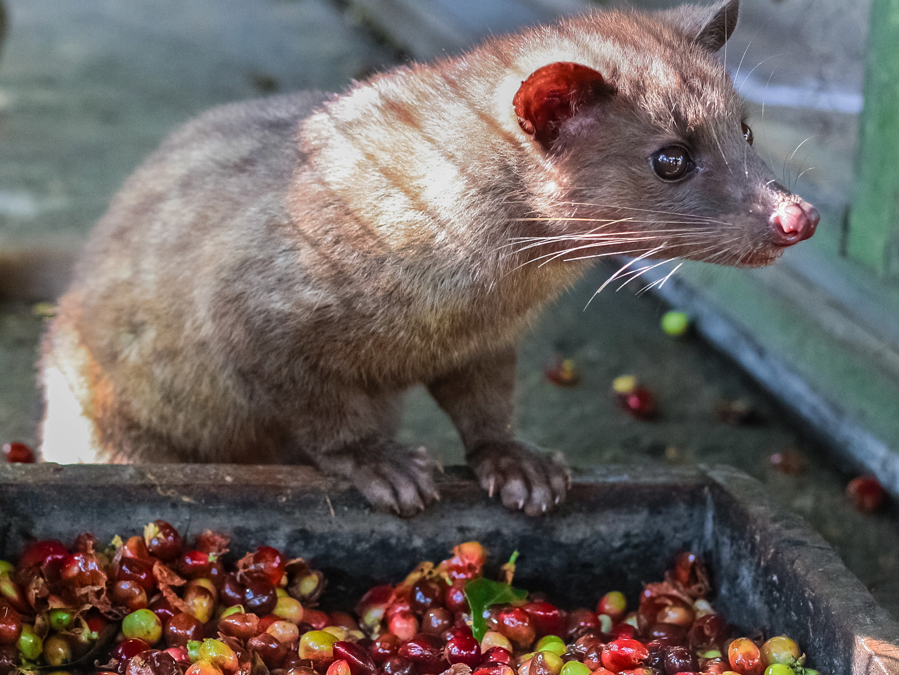 Many spotted musangs live in captivity and are fed exclusively on coffee cherries to boost coffee production