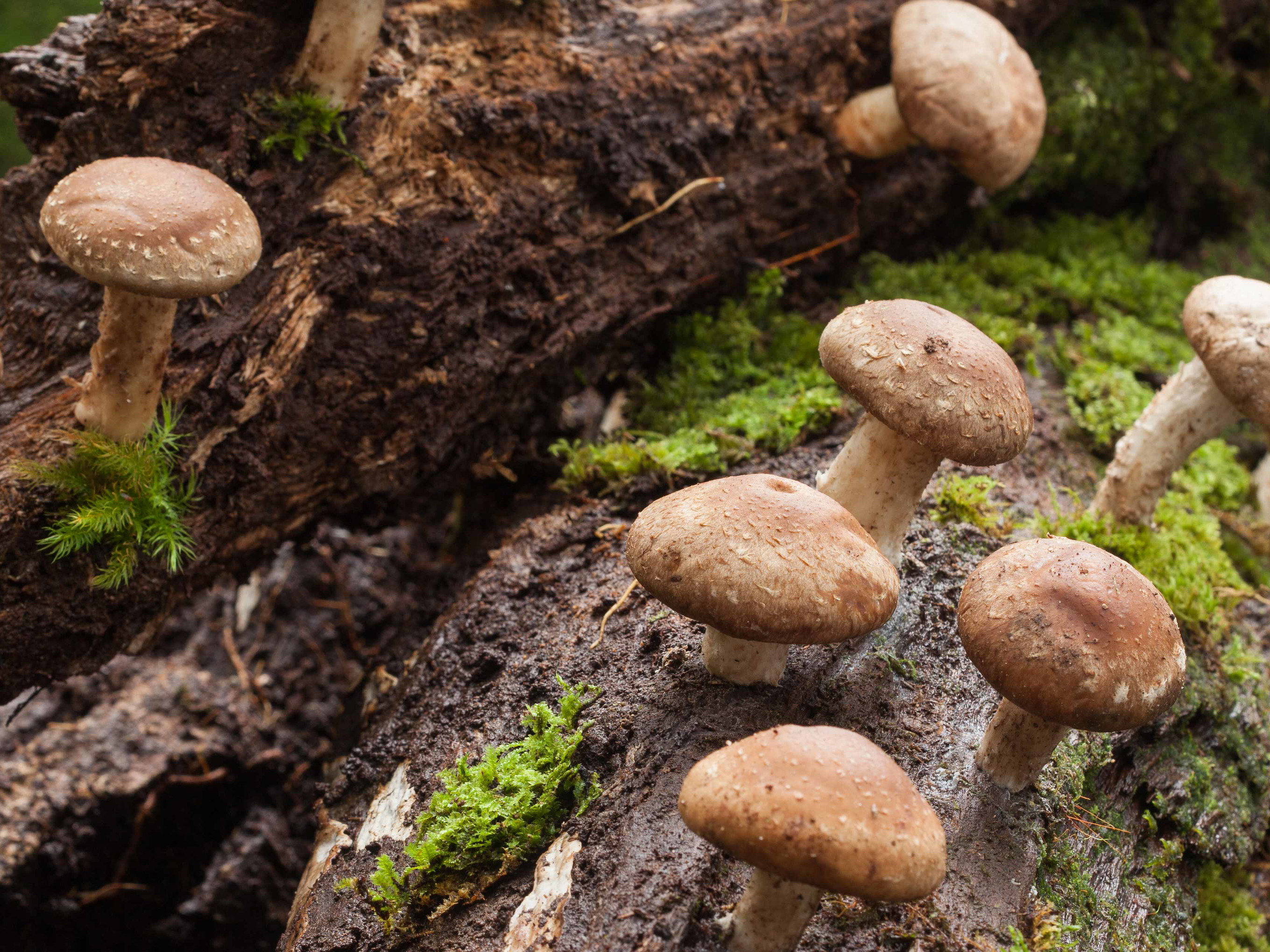 Shiitake ist einer der bekanntesten Heilpilze.