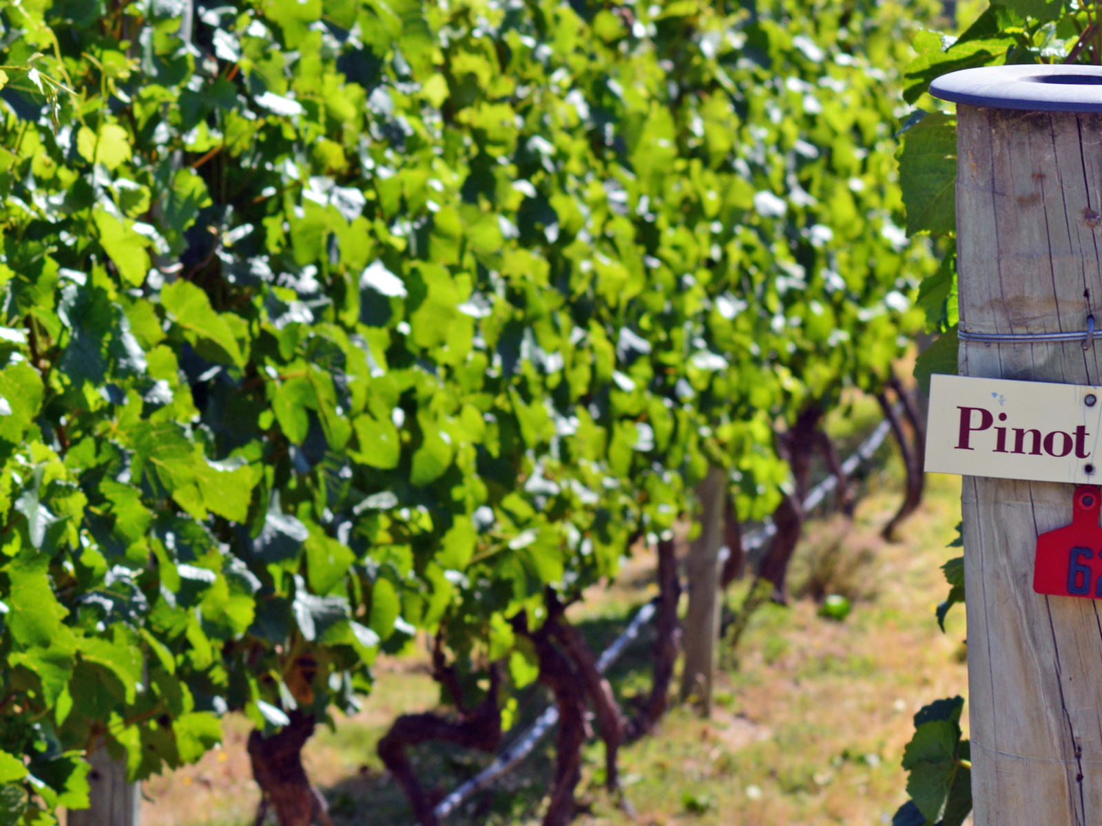 Pinot Noir's seductive greatness.