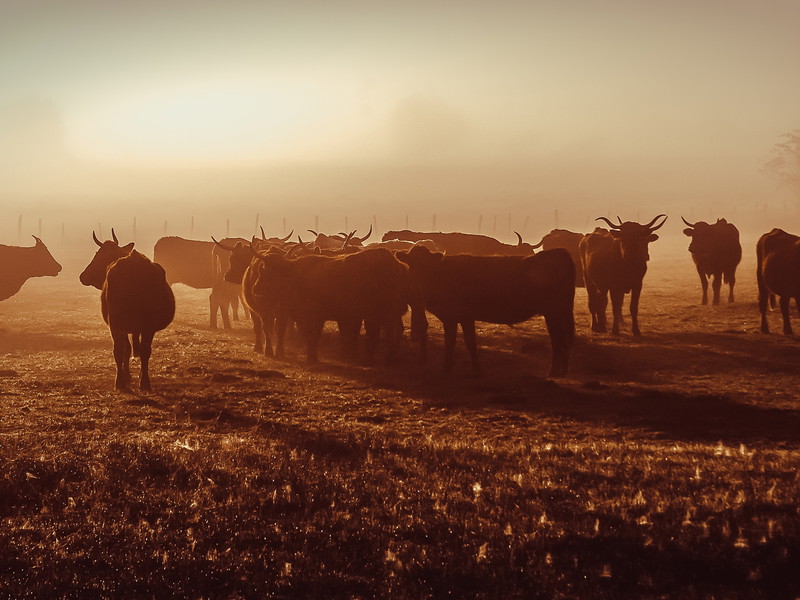 Salers cows must feed on at least 75%&nbsp;pasture grass&nbsp;in summer.&nbsp;