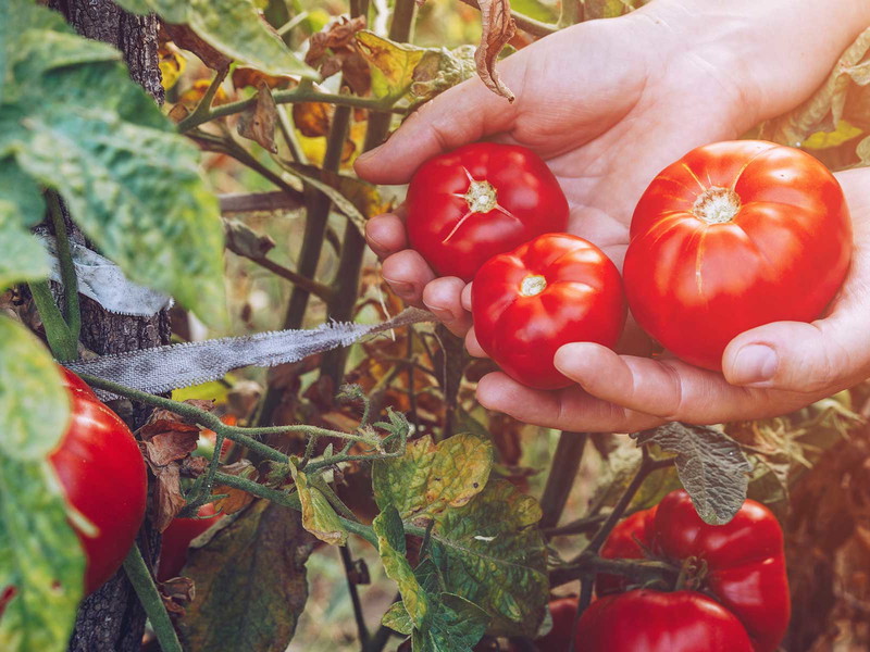 Best recipes with tomatoes.