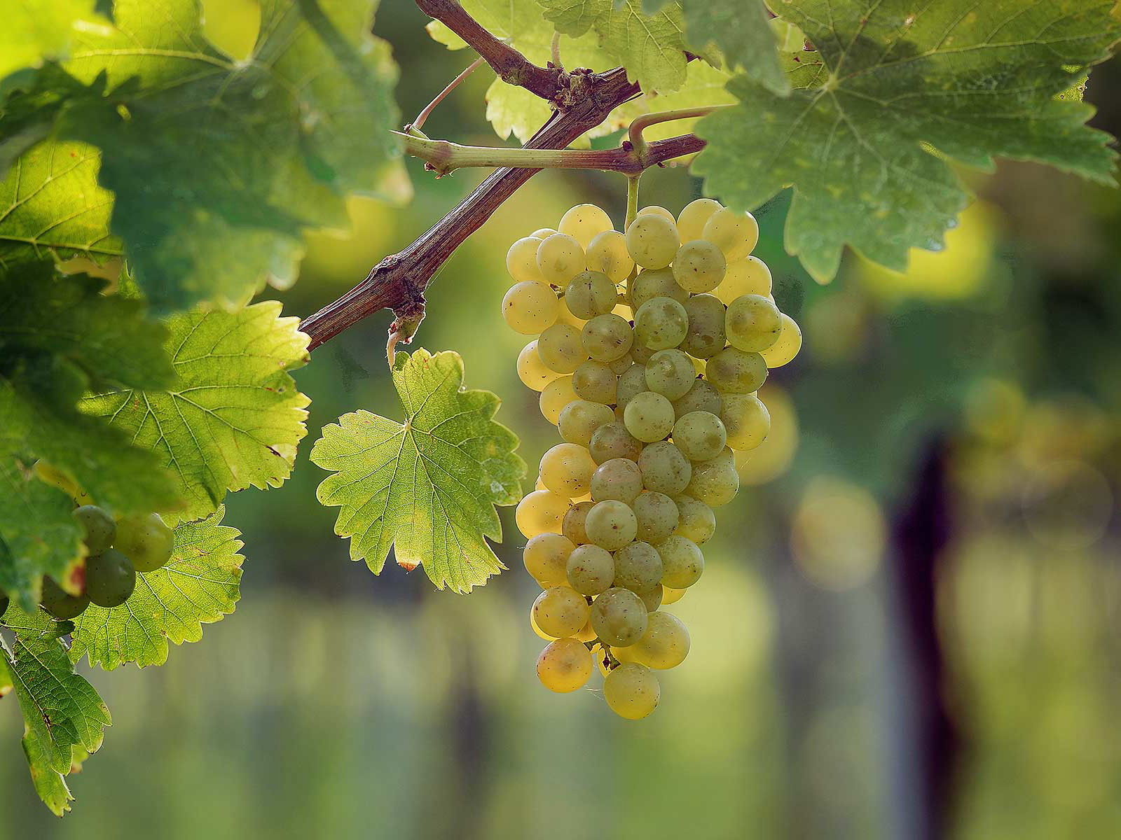 Sauvignon Blanc grapes