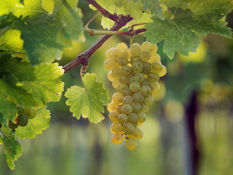 Sauvignon Blanc grapes