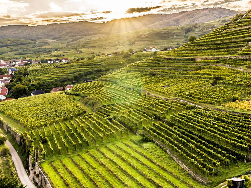 Die »Riede Achleiten« ist eine der bekanntesten Rieden der Wachau.