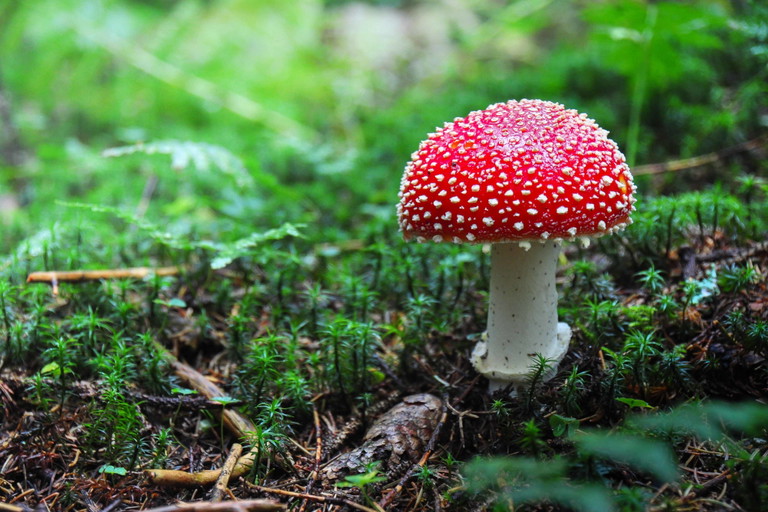 Der wohl bekannteste Pilz in unseren Breiten ist der Fliegenpilz (Amanita muscaria). Bis heute gilt dieser – auch in vielen Märchen vorkommende rot-weiß gepunktete Pilz – immer noch als Glücksbringer und wurde heuer sogar zum Pilz des Jahres gekürt.