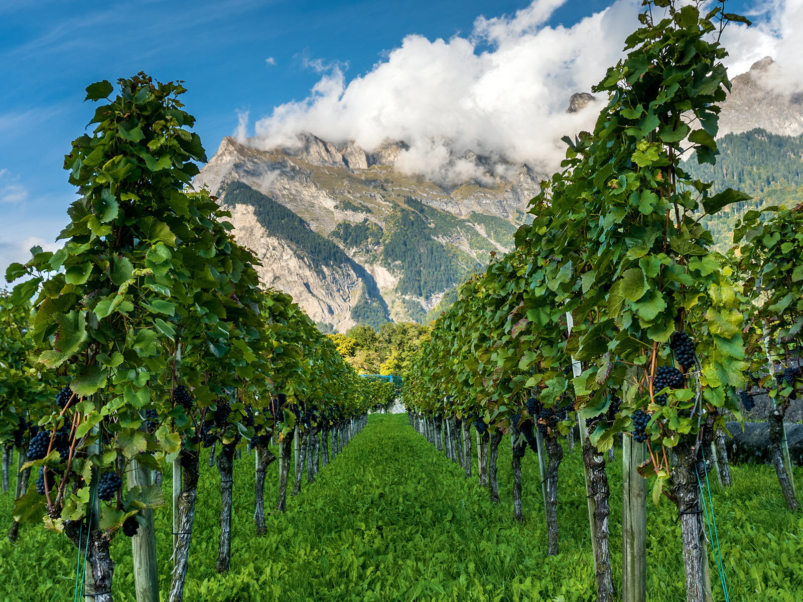 Die beiden ersten Plätze der Riesling Sylvaner Trophy gegen nach Graubünden.