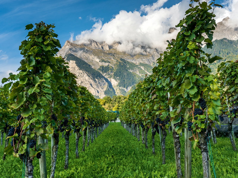 Die beiden ersten Plätze der Riesling Sylvaner Trophy gegen nach Graubünden.