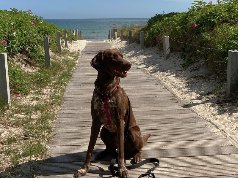 The soft white sands of Rügen are just “pawfect” to rest and enjoy the warm rays of sunlight ...