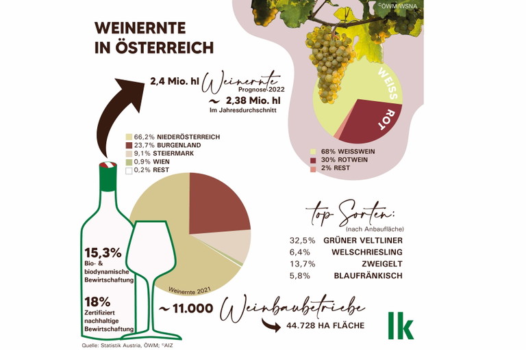 Weinernte in Österreich