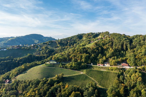 Steirischer Weinberg