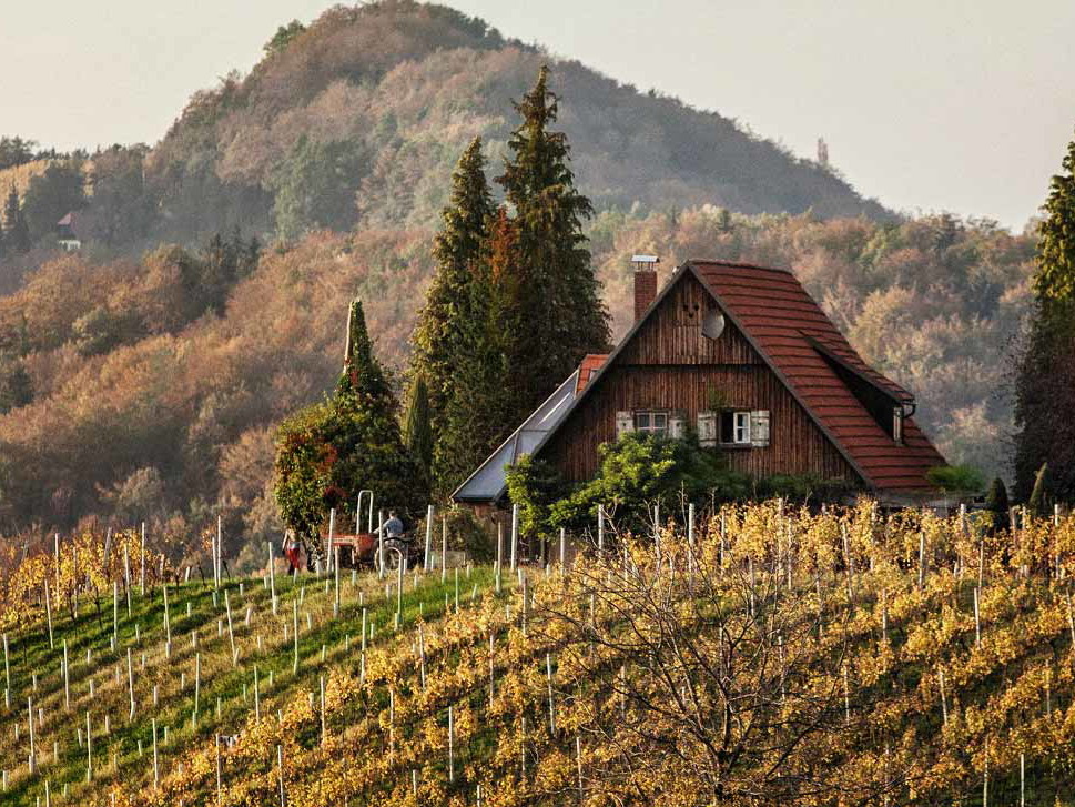 Die steirische Weinernte hat begonnen.