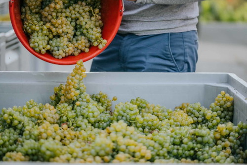 Steierische Weinernte
