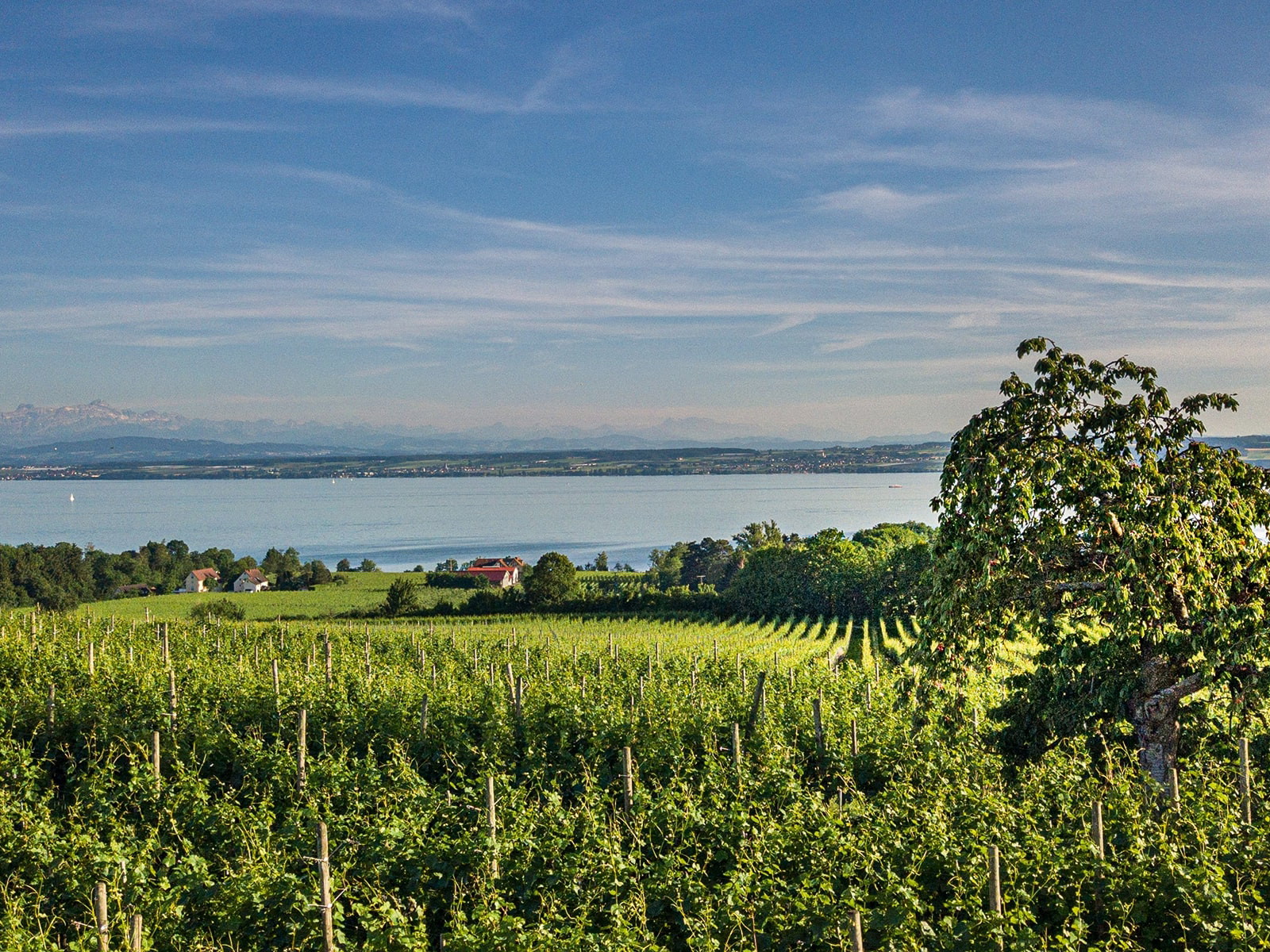 Ein Reizklima mit kühlen und warmen Einflüssen, wie hier beim drittplatzierten Weingut Auftricht vom Bodensee, bekommt den Aromen des Sauvignon Blanc gut.