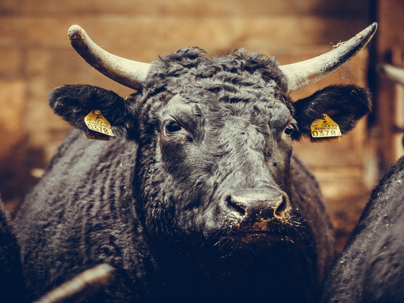 There are four main breeds that are considered Wagyu: Japanese Black, Japanese Brown, Japanese Polled and Japanese Shorthorn.&nbsp;