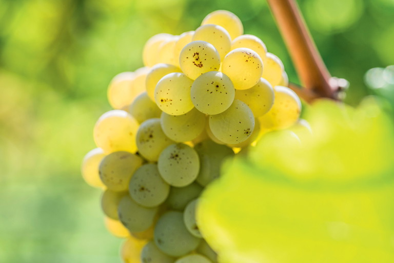 Sauvignon Blanc grapes ripening in the sun.