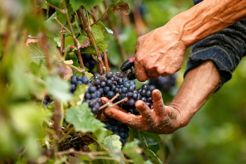 Auch in den Rebbergen setzen immer mehr Champagnerproduzenten auf nachhaltige Methoden.