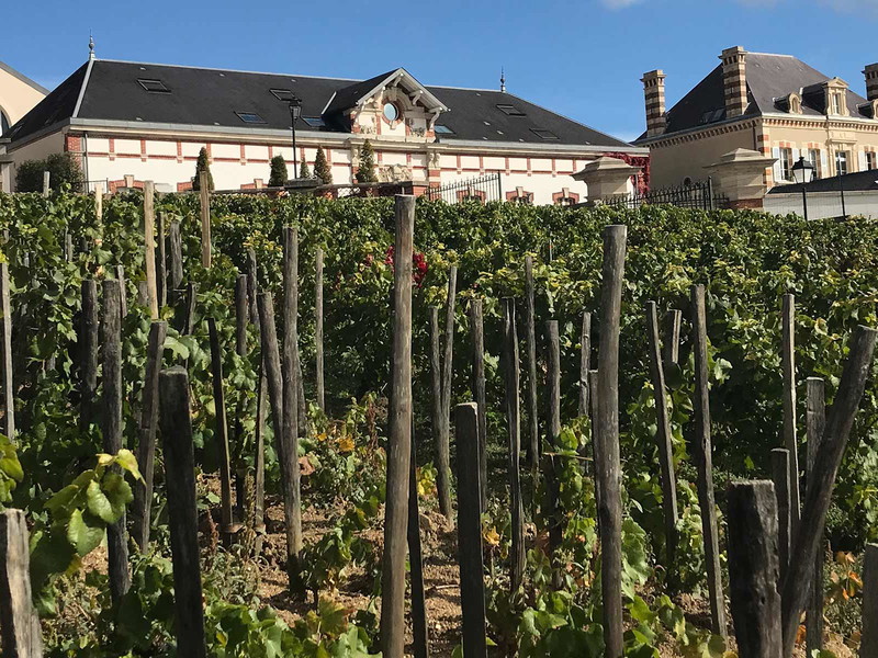 Bollinger Vieilles Vignes Clos St. Jacques.