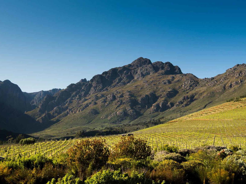 The Oldenburg vineyards at the Rondekop mountain.