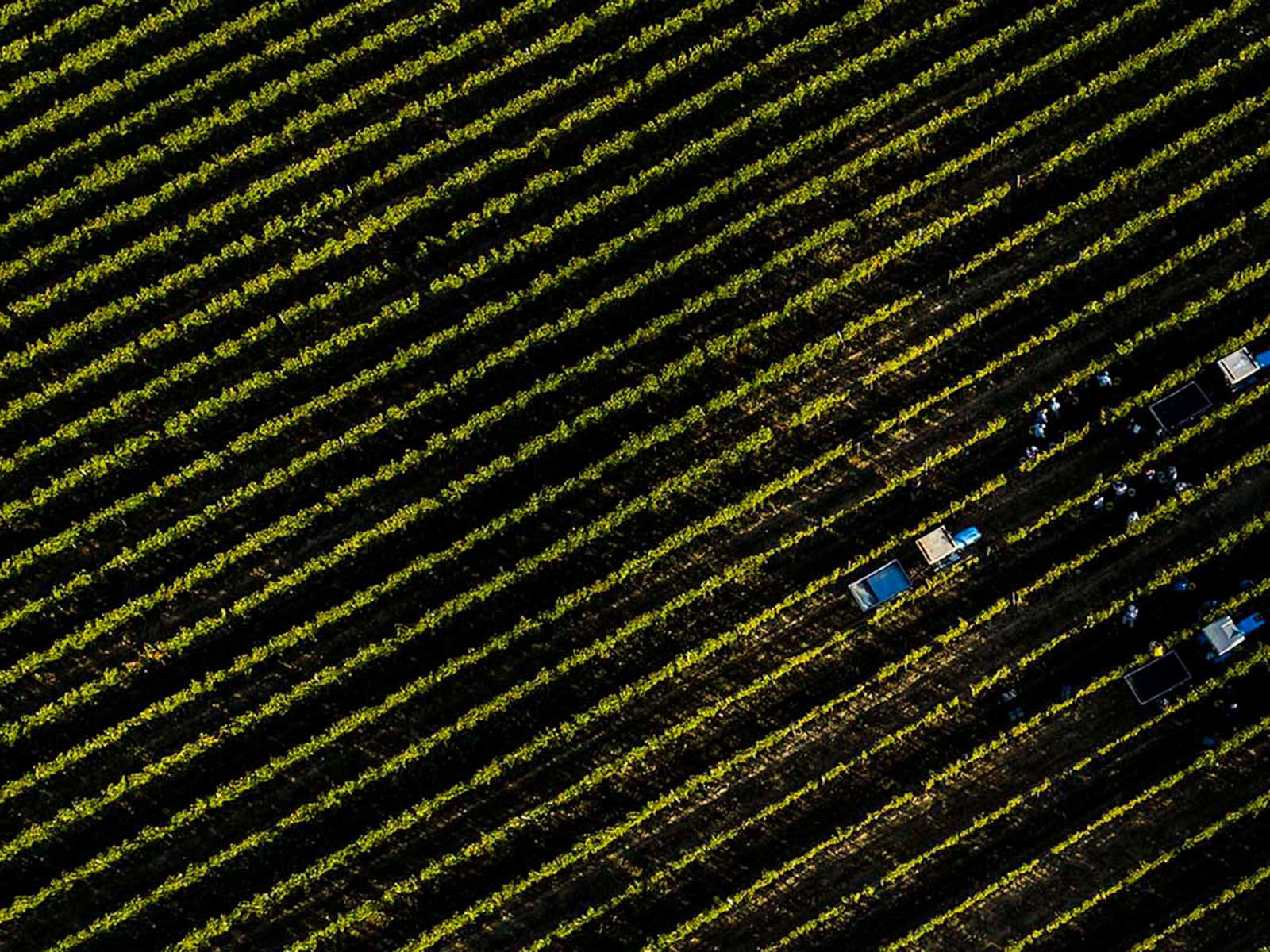 Entgegen aller Befürchtungen war die Ernte in Tenuta Luce auch 2022 ein voller Erfolg