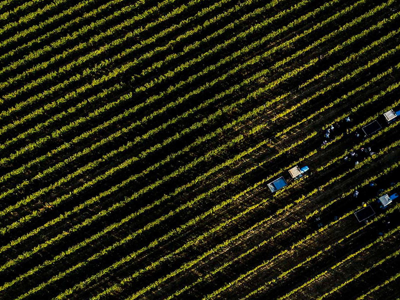 Entgegen aller Befürchtungen war die Ernte in Tenuta Luce auch 2022 ein voller Erfolg