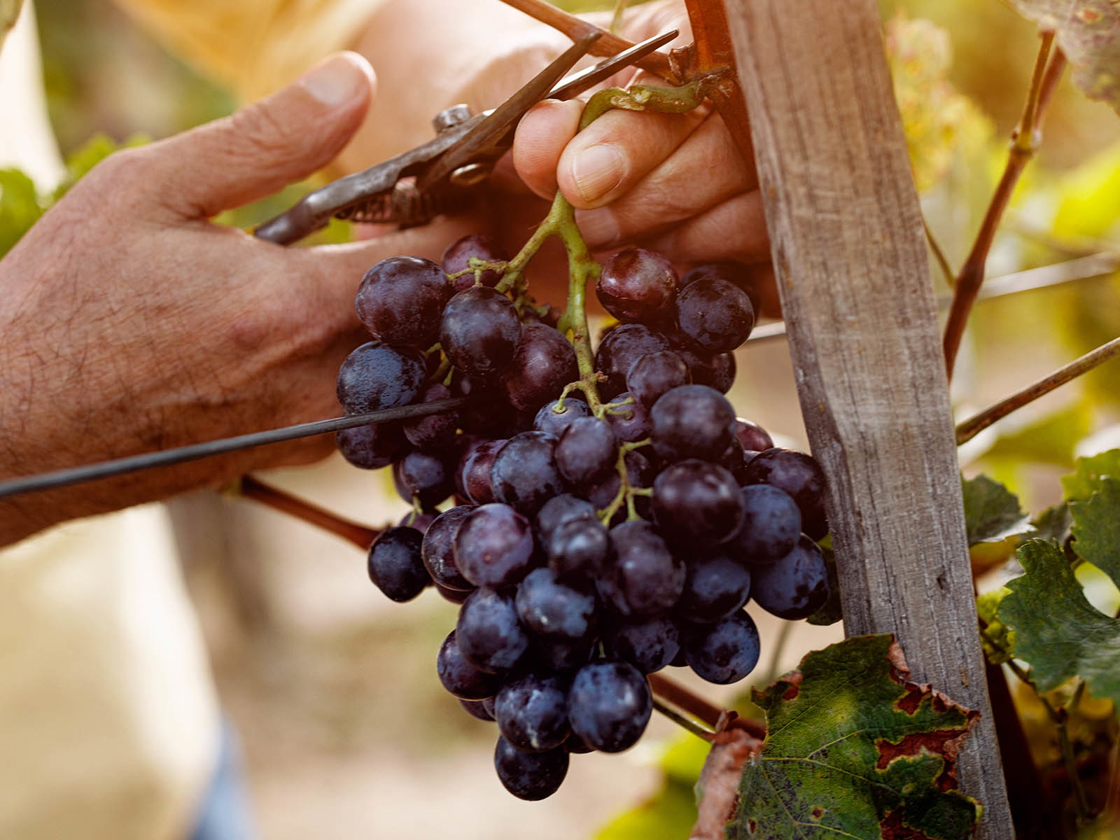 Viele Winzer können mit der Weinernte 2022 zufrieden sein. Es gibt jedoch regionale Unterschiede.