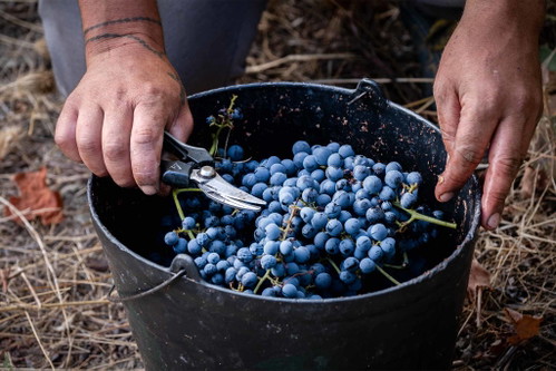 Binnen kürzester Zeit hat sich das Douro-Tal in eine Kernzone der allerbesten Rotweine verwandelt.