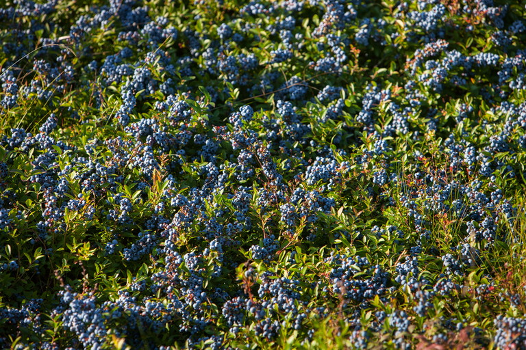 Bluet´s sparkling wine is made from Maine wild blueberries.