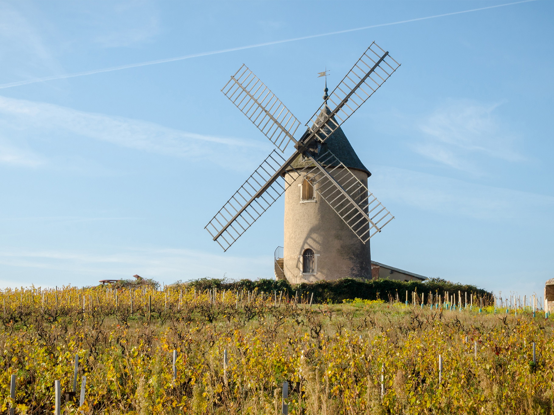Moulin-à-Vent, named after this local windmill, is perhaps the most revered of the crus.