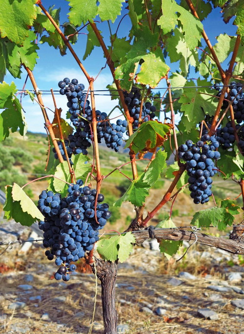 Unzählige uralte Rebsorten bilden die Basis für die rote Erfolgswelle aus dem Douro-Tal.