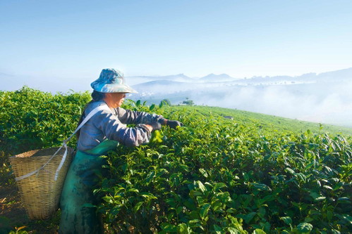Die Blätter der Teepflanze Camellia sinensis werden von Hand geerntet, ehe sie nach einem strengen Reglement weiterverarbeitet werden.